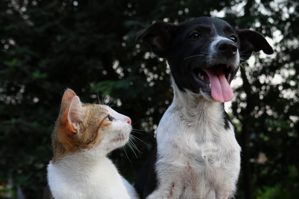 Foto de perro y gato