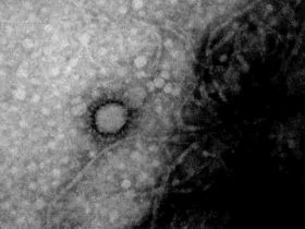 Foto del Coronavirus