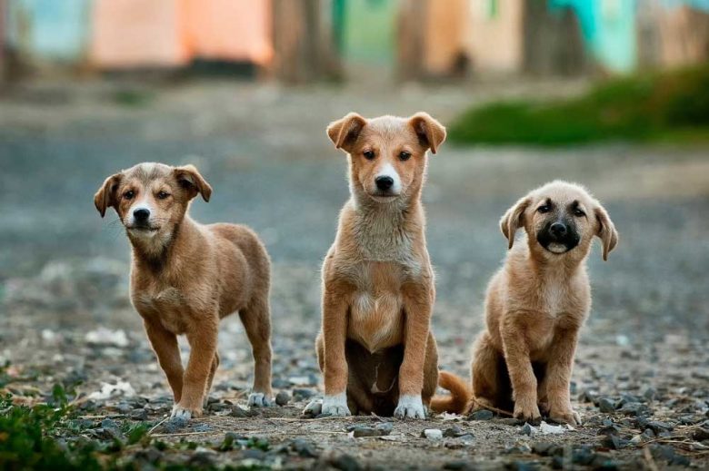 Foto de perros en la calle - Somos Puente Alto