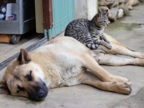 Foto de perro y gato descansando el la orilla de una casa