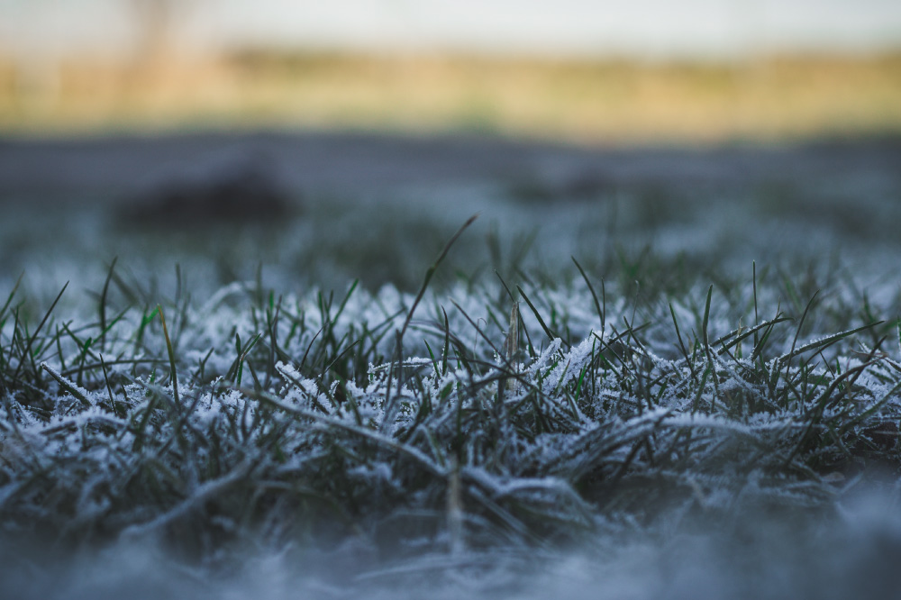 Foto de pasto con escarcha de hielo