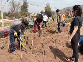Foto de personas realizando reforestación en Puente Alto
