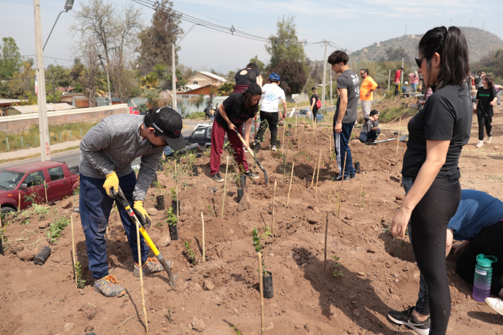 Foto de personas realizando reforestación en Puente Alto